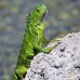 iguana_green_tf_gc_v_0141_cay1058.jpg